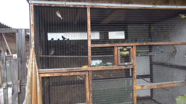 Барашки, попугаи, куры. смотреть онлайн