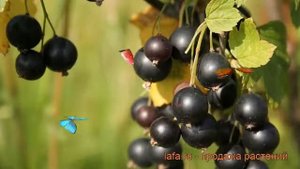 Смородина черная Селеченская - 2 ? обзор: как сажать, саженцы смородины Селеченская - 2