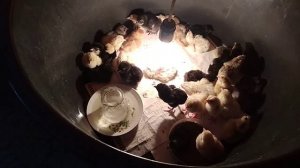 Инкубатор своими руками