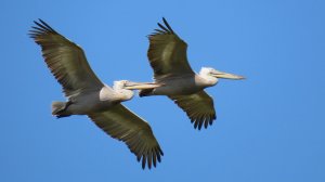 Пеликаны грациозно скользят по воде!