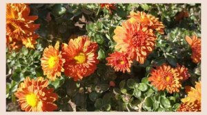 Осенние цветы