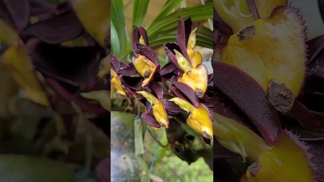 Catasetum tenebrosum Em Flor