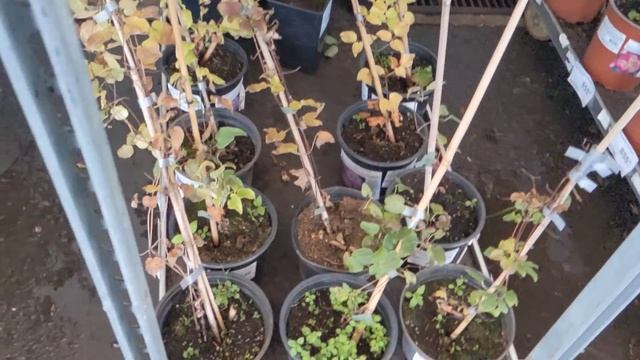 Есть из чего выбрать! Хвойные,гортензии, рододендроны.... смотреть онлайн