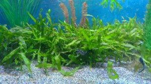 Морской конь