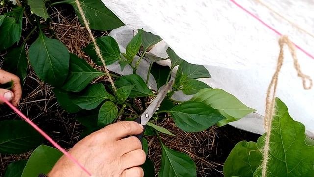 Формировка сладкого перца!Sweet Pepper Shaping!