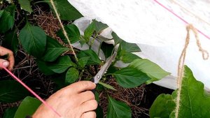 Формировка сладкого перца!Sweet pepper shaping!