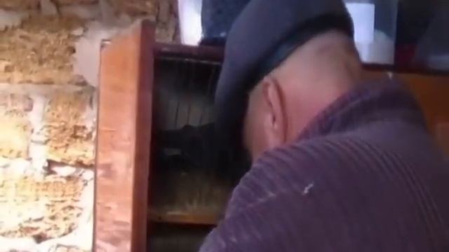 Николаевские голуби Полтаратского Сергея. Херсонские голубеводы. смотреть онлайн