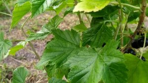 Лучшие сорта смородины!