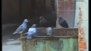 Евгений белоусов Девчёнка девчёночка