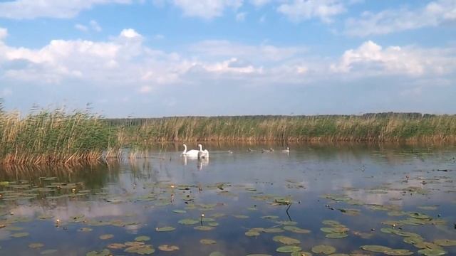 Лебединая семья смотреть онлайн