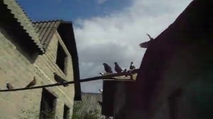 31 июля Г ДИМИТРОВО  ТАТАРИНА СДНЕМ РОЖДЕНИЯ