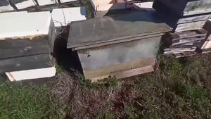 Обработка пчел от клеща муравьиной кислотой