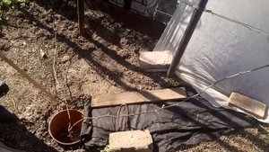 Первая выломка побегов на молодом кусте винограда, средней силы роста, второй год  жизни