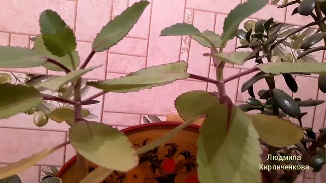 КОЛОНХОЭ ПЕРИСТЫЙ, ТОЛСТЯНКА. Реанимировала и размножаю, формирую очень полезное растение