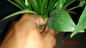 INDOOR PLANTS IN TELUGU / Beautiful Your Home