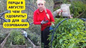 Чем подкормить перцы в августе для роста и созревания?