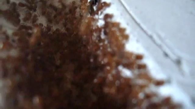 Tour of the Ant Nest and Hunting Grounds ( Myrmica rubra ) - July 15th, 2009 смотреть онлайн