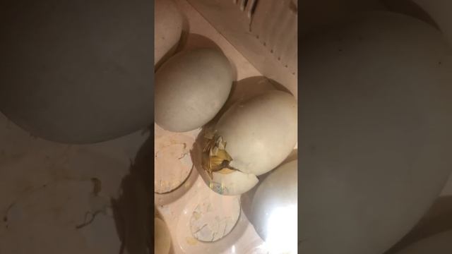 Вылупление утят в инкубаторе.Инкубация Мулардов.Муларды Франция.Hatching ducklings from eggs