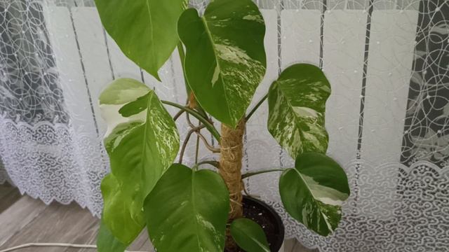 Комнатные Растения. И Снова Здравствуйте 😄Новинка. И Продажа... смотреть онлайн