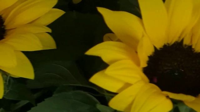 Helianthus annuus смотреть онлайн