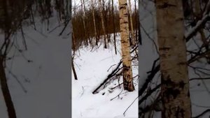 Охота с Русской гончей и САЙГА 410 К