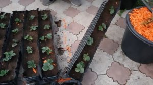 // ПАРНИК С ДОСВЕТКОЙ // СЕРГЕЙ ЗУБЦОВ И ГРИША БИЗНЕС НА 50 СОТКАХ // КЛУБНИКА //