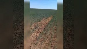 Саранча, 6 июля 2023 года, село Буревестник Наурзумского района Костанайской области