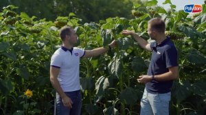 Кукуруза и подсолнечник MAS Seeds + листовое питание Polydon - Часть 2