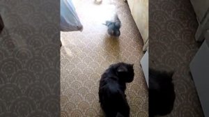 Голубь дерётся с котом
