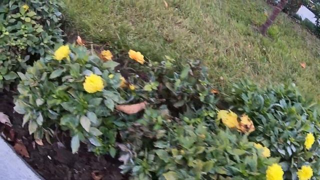 Матросский бульвар зимой. Севастополь 2020 смотреть онлайн