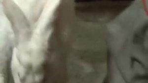 10  Ушной клещ