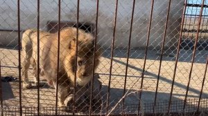 Лев Марсель ТАНЦУЕТ, а я плачу...