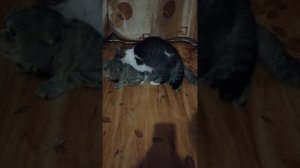 Продолжение через год. Опять кошка достаёт кота. После спаривания у кошки реакция такая на кота