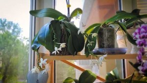 Phal. Tetraspis/Тетраспис от Schwerter. Обзор красивого, домашнего цветения🧚♀️
