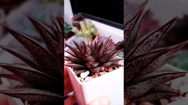 эхеверия " Пурпузорум вайт форм" ??echeveria 'Purpusorum white'