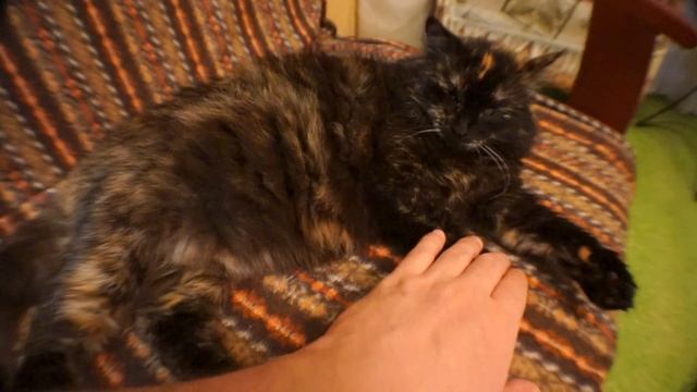 Глажу кошку и она меня царапает снято на Sony Alpha A5000 + ширик смотреть онлайн