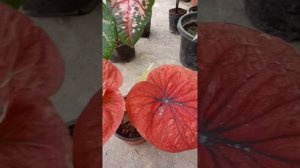 caladium plant care