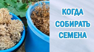 Когда собирать семена? Экономия бюджета. Какие семена можно собрать самим. #семена #экономия