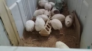 Перепел//разведение перепелов в домашних условиях.