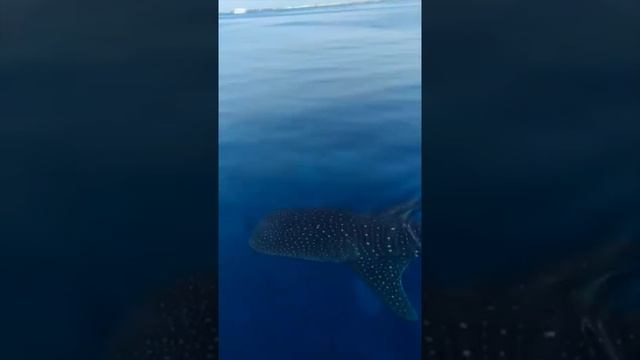 Египет. Китовая акула приплыла к туристам Отдых в Египте. Whale shark