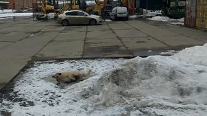 Жесть!Предсмертная агония собаки