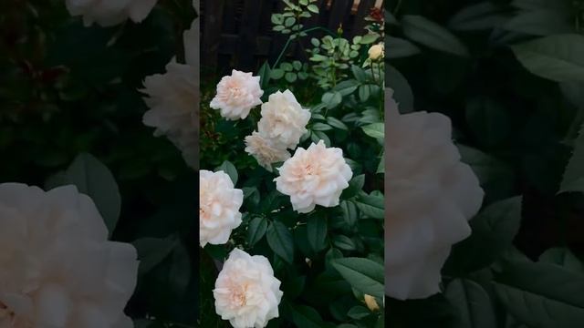 Роза Лионс-Роуз. Небольшой обзор розы посадки весна 2021 года. смотреть онлайн