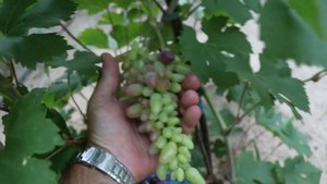 Виноград Карнавал 2020 ! Сигнальное плодоношение на второй год после посадки вегетирующим саженцем!