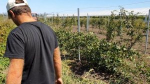 Ежевика Карака блек, Коламбия стар и Ежемалина.  Подготовка к зиме. Как правильно уложить в ряд.