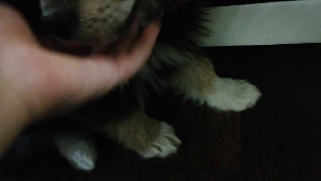 мая сабака грызёт тапки смотреть онлайн