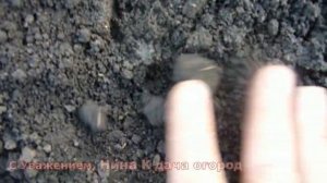 ЧТО ПОСАДИТЬ ПОД ЗИМУ! Посев семян в октябре, ноябре? Огородные культуры для подзимних посевов