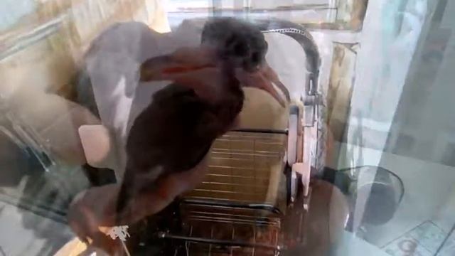 Голубь с необычным клювом смотреть онлайн