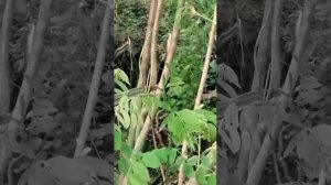 Огромная змея в Ростовской обл.