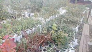 Видеоновости сентябрь-октябрь 2022 питомник Садоград