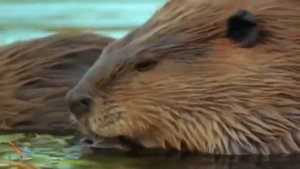 Как волки меняют реки Или Как волки спасли крупнейшую экосистему мира